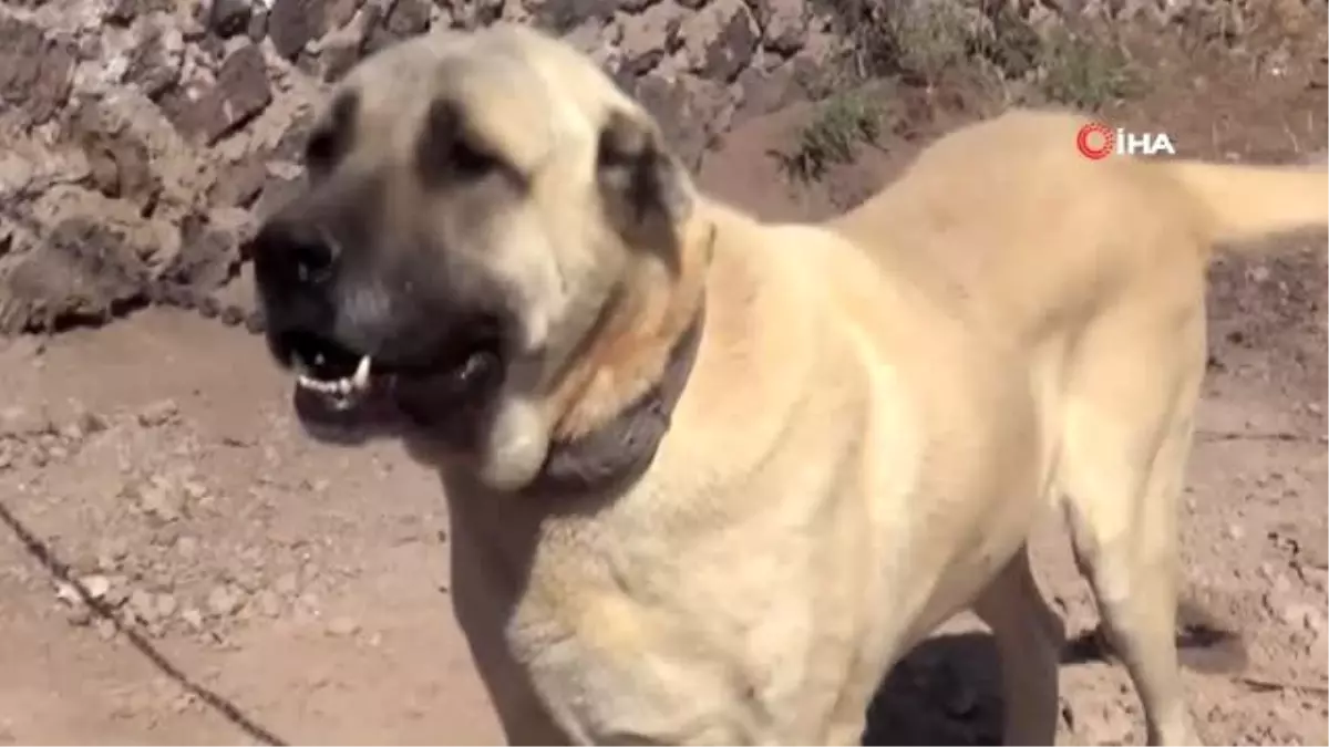 Anadolu aslanı Malaklı köpekleri sürüden çıkıp ticarete girdi