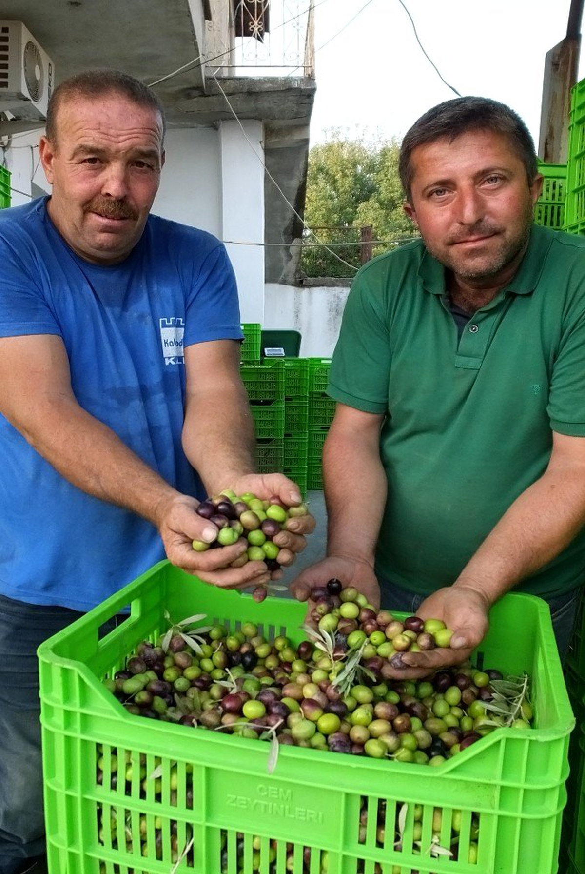 Balıkesir\'de yeşil çizik zeytin yüz güldürdü