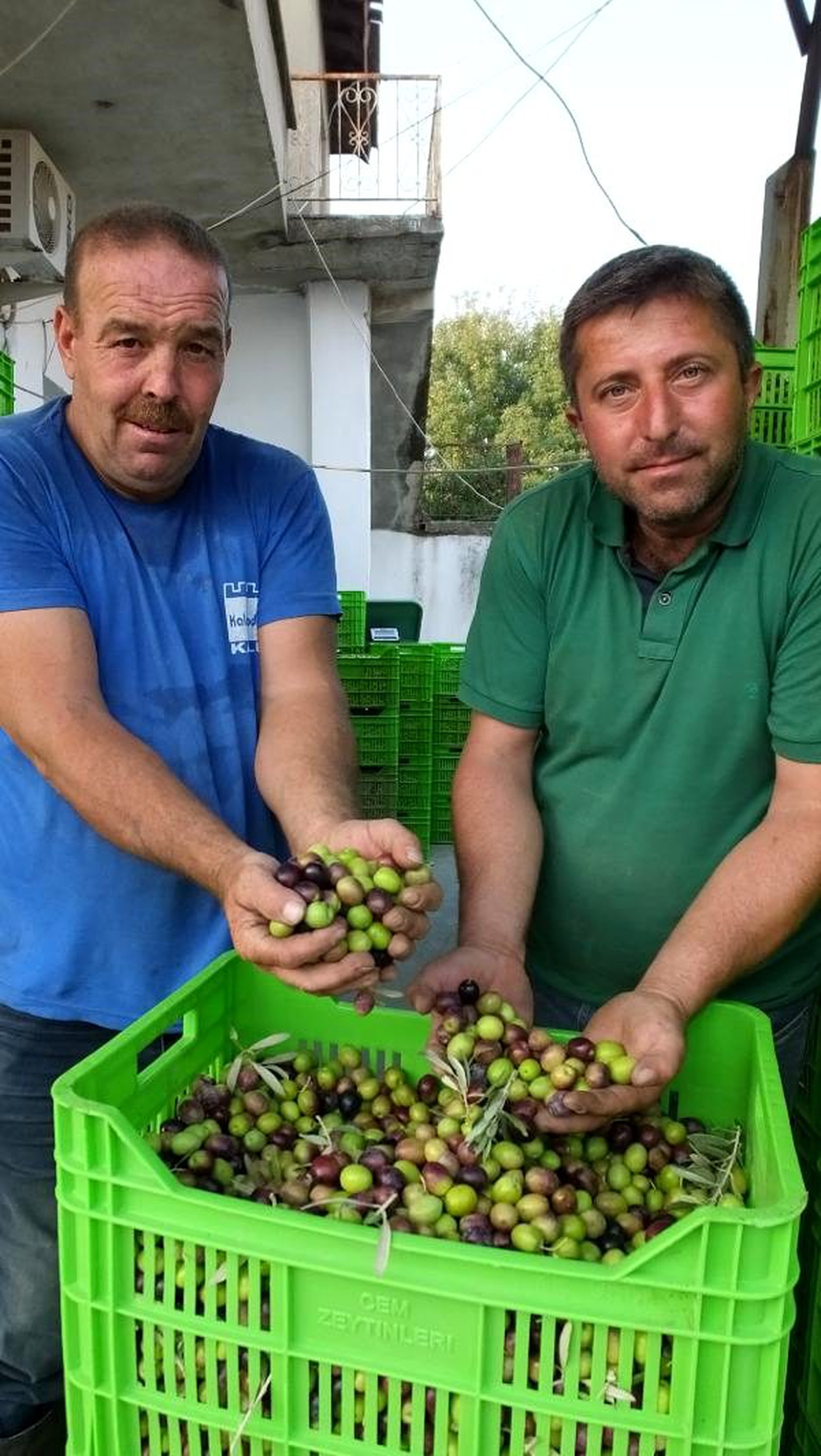 Burhaniye\'de yeşil çizik zeytin, üreticinin yüzünü güldürdü