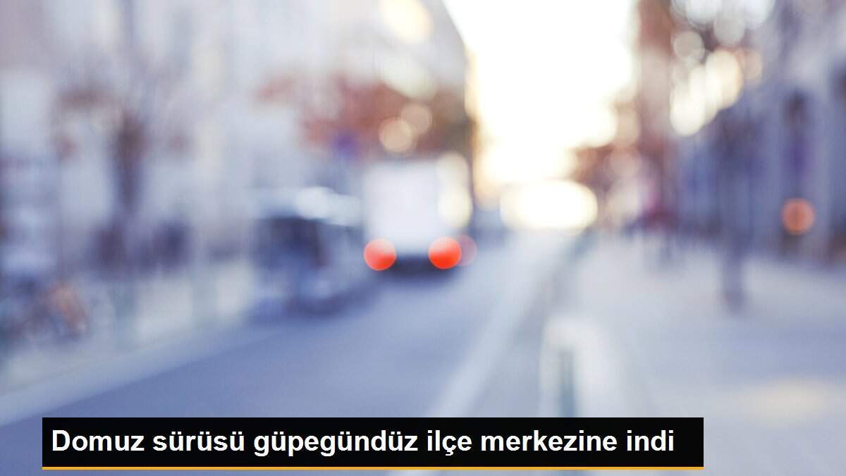 Domuz sürüsü güpegündüz ilçe merkezine indi