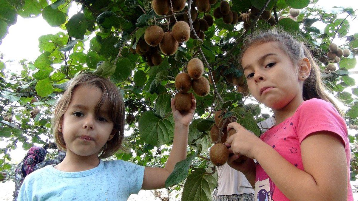 Mersin\'de kivi hasadı başladı