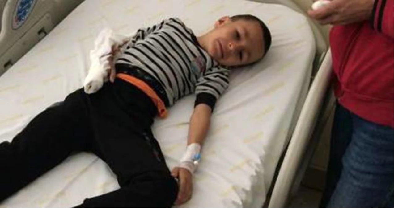Pitbul, 7 yaşındaki çocuğu hastanelik etti