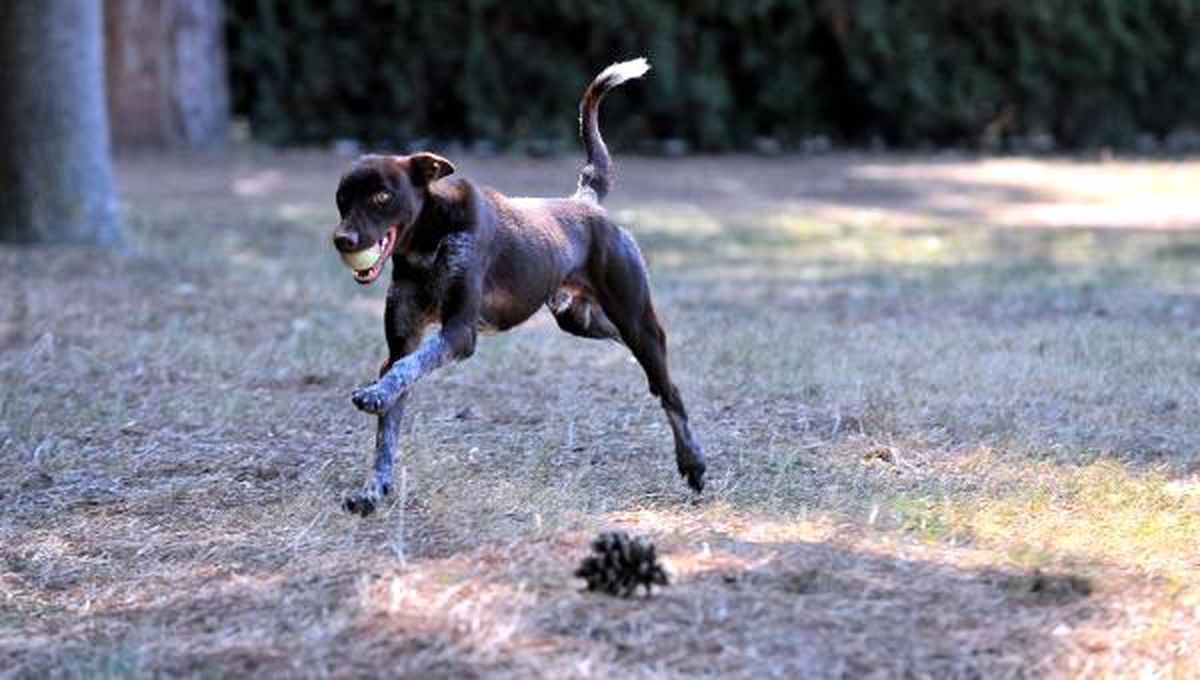 TSK\'nin operasyonları için eğitilen ilk yerli ırk köpeği \'Zerdava\'