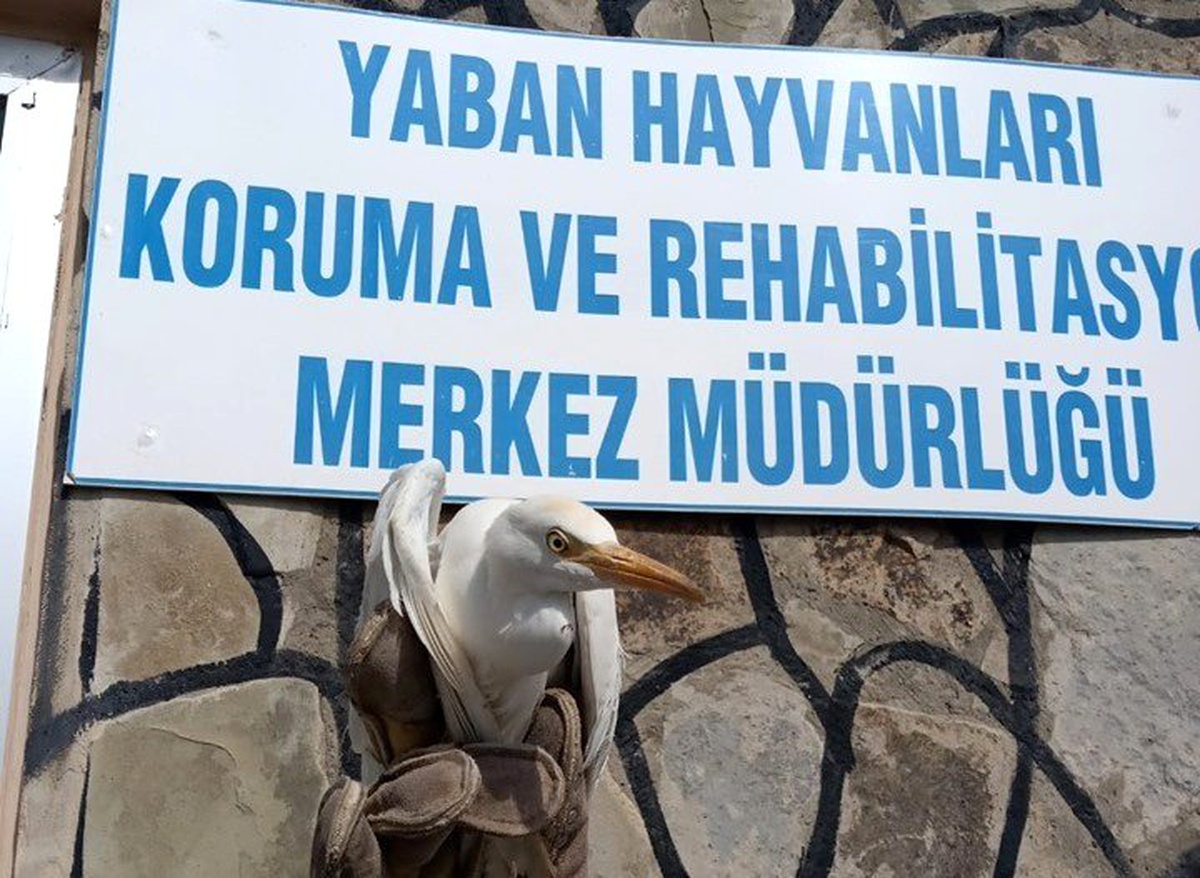 Yaralı Sığır Balıkçılı tedavi altına alındı