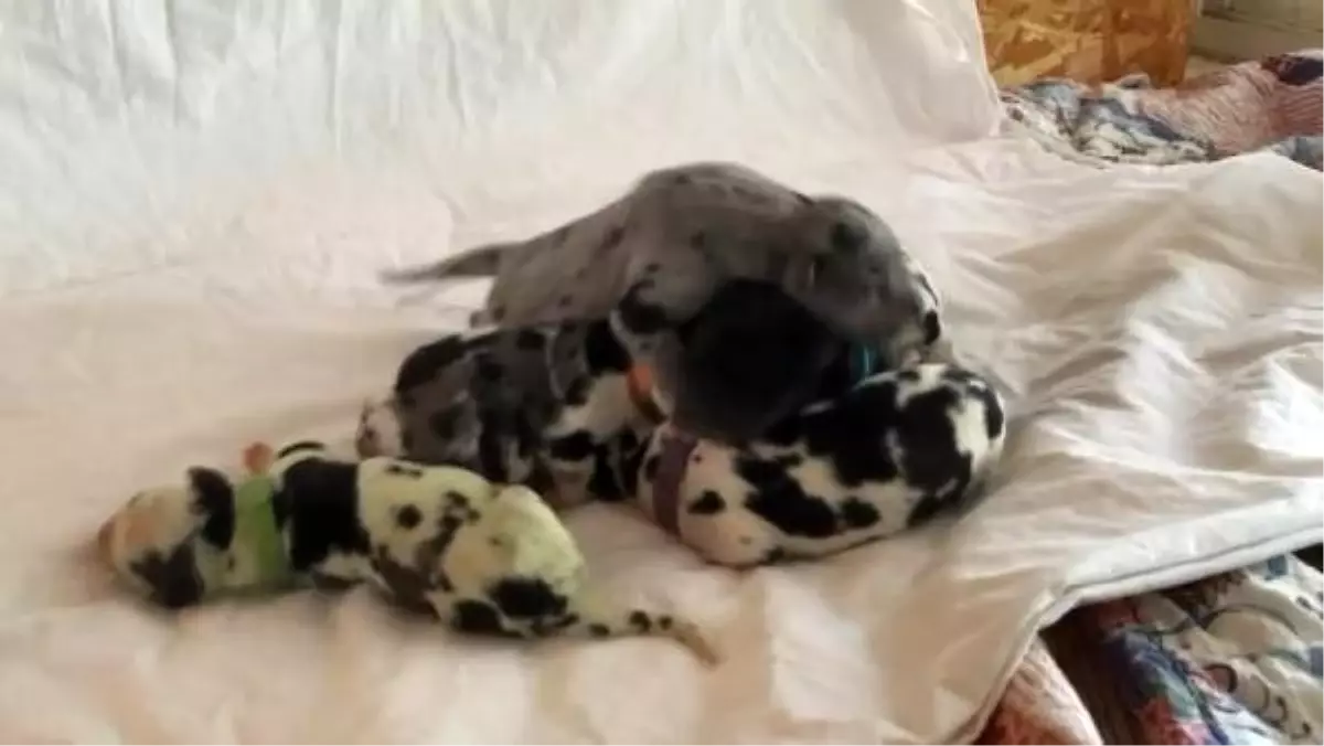 ABD\'de Danua cinsi köpek yeşil yavru doğurdu