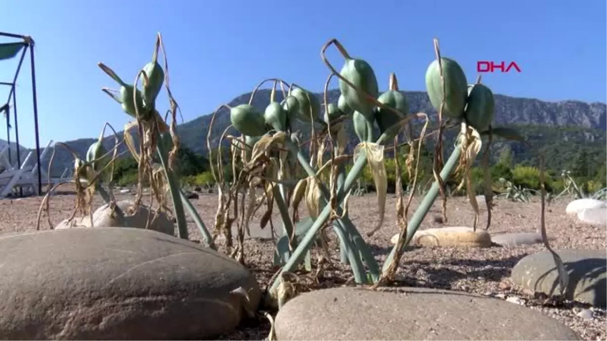 Antalya çıralı\'daki kum zambakları için kamera ve güvenlik görevlisi talebi