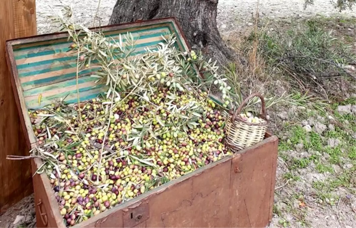 Ayvalık’ta erken hasat: Zeytinyağı için bu sene kalite yılı