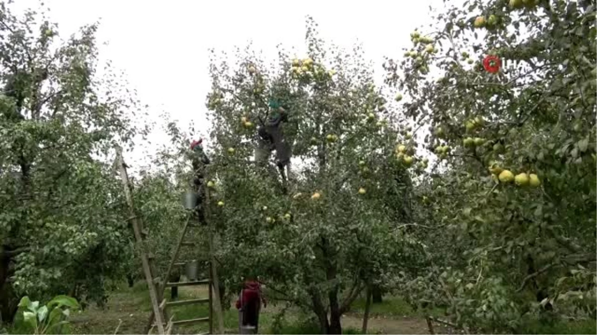 Bursa\'nın dünyaca ünlü deveci armudunun hasadına başlandı