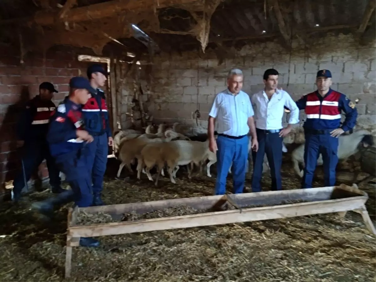 Çalınan koyunları jandarma buldu