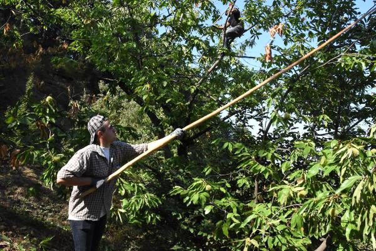 Daldan tezgaha binbir emekle toplanan kestanede verim düşük
