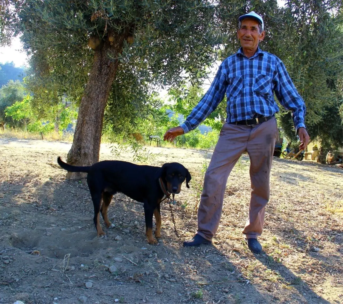 Domuzlar artınca köpekler kıymete bindi