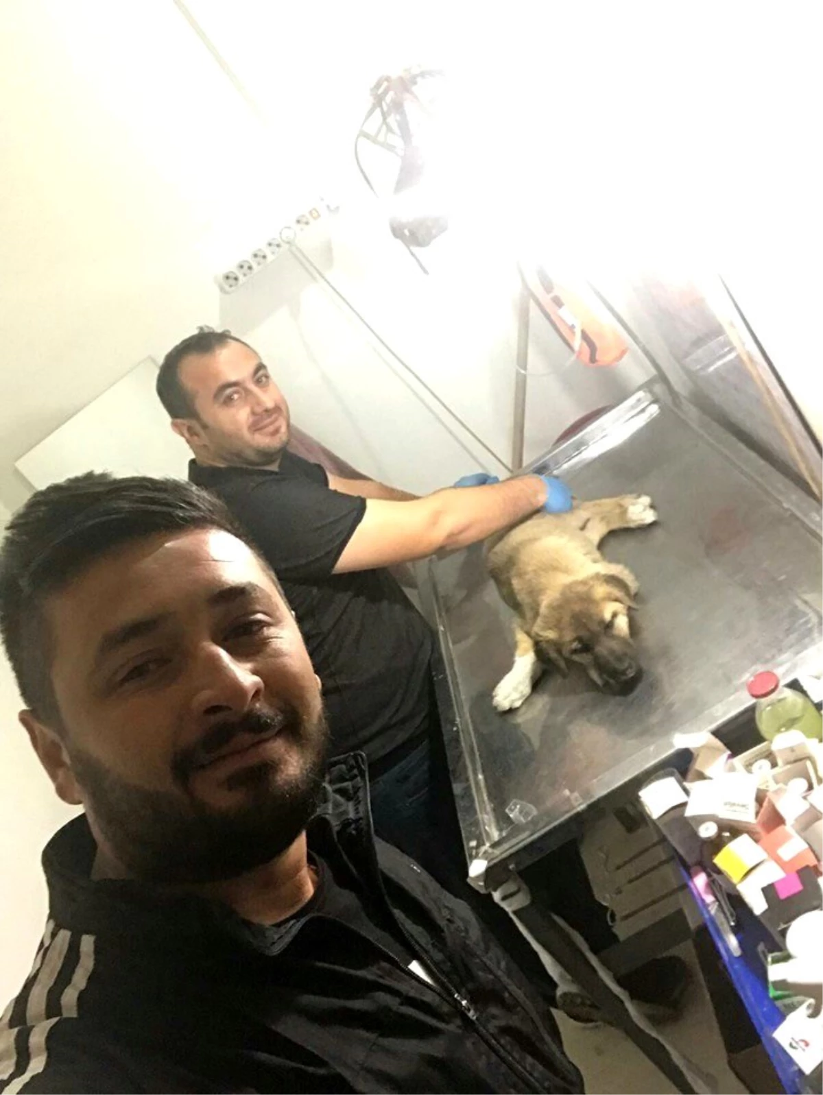 Gece yarısı yaralı köpek için seferber oldular