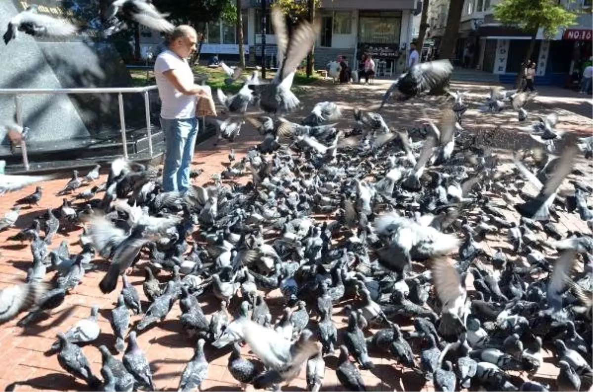 Güvercinlerin yem kapma çabası