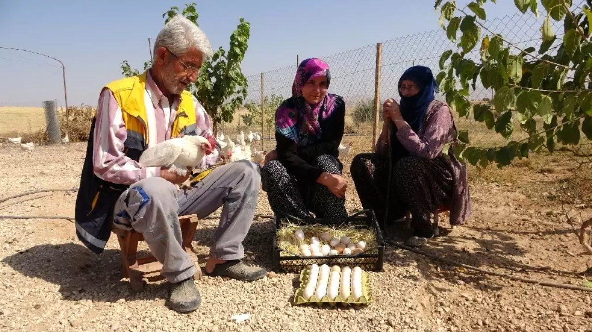 Hobiyi, çiftliğe çeviren çift, "Yumurta" ile para kazanmaya başladı