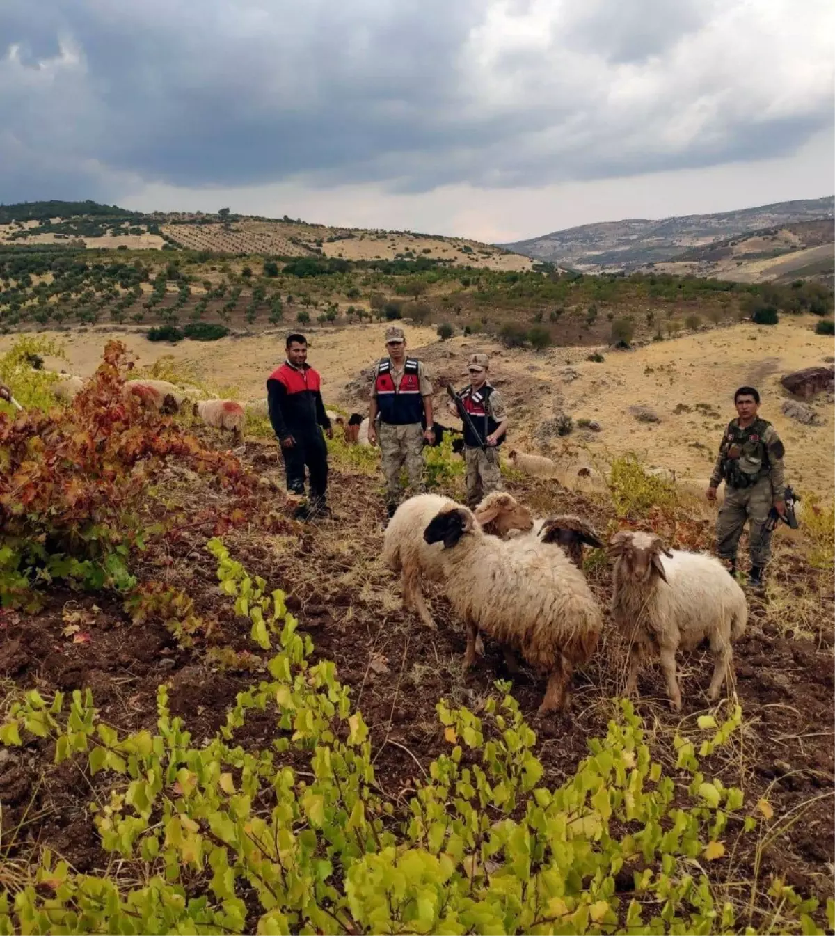 Kaybolan küçükbaş hayvanları jandarma buldu