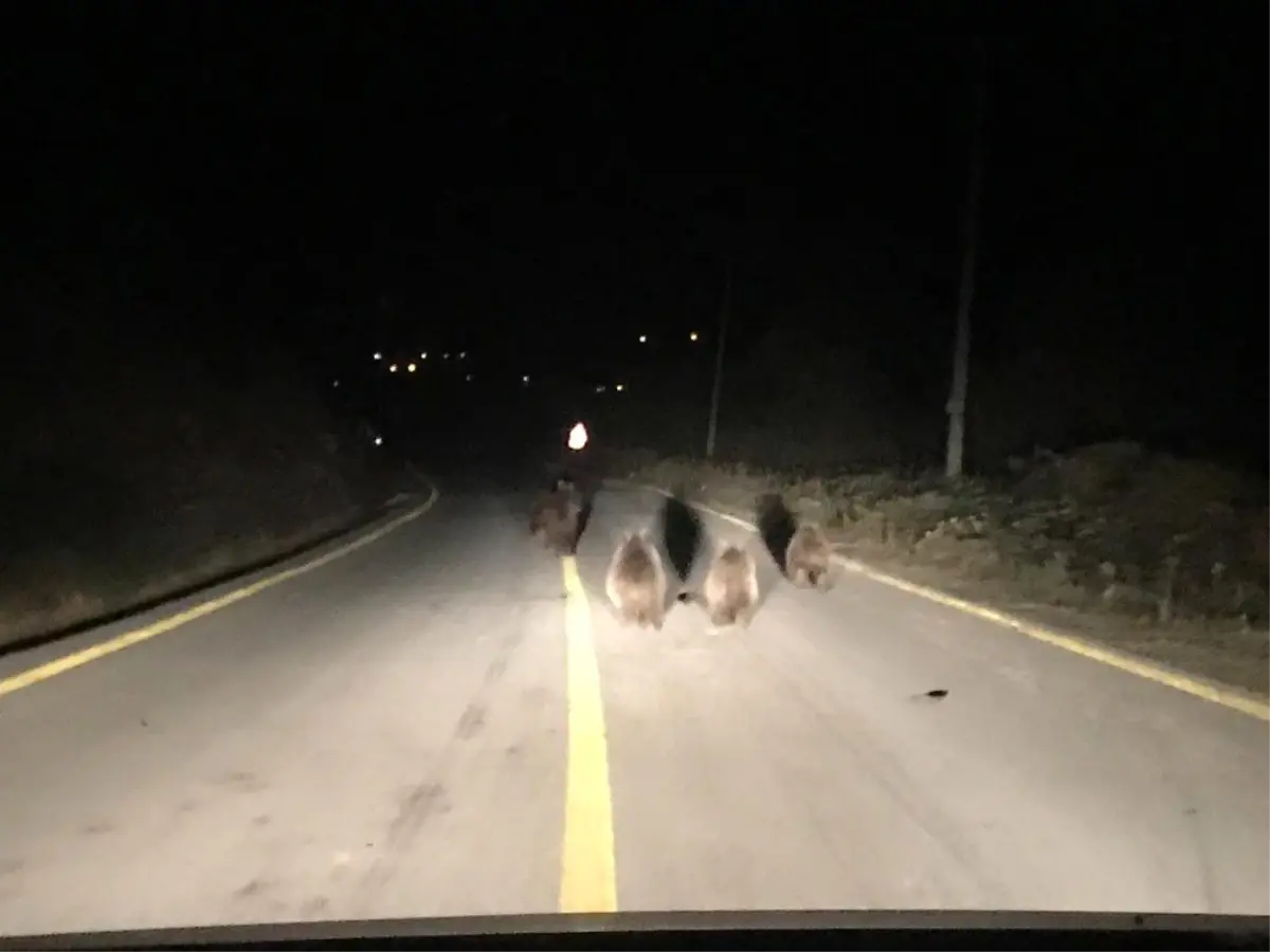 Kocaeli\'de aç kalan ayılar yemek ararken araçların önüne indi