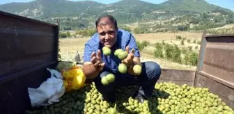 Orman sahası, köylülerin gelir kapısı oldu