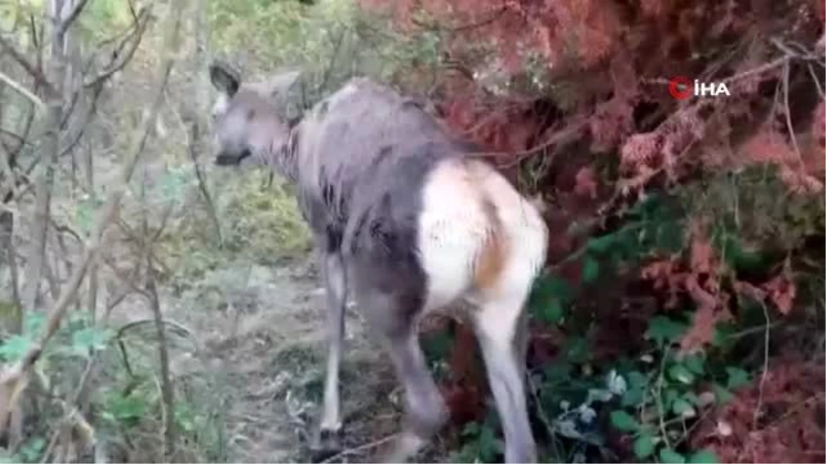 Yaralı geyik koruma altına alındı