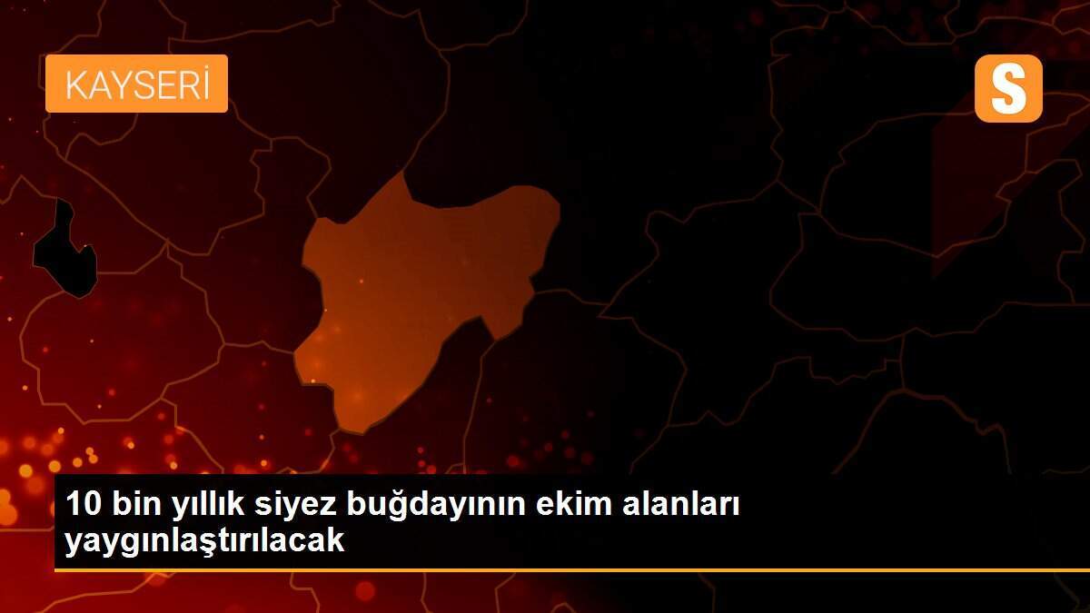 10 bin yıllık siyez buğdayının ekim alanları yaygınlaştırılacak