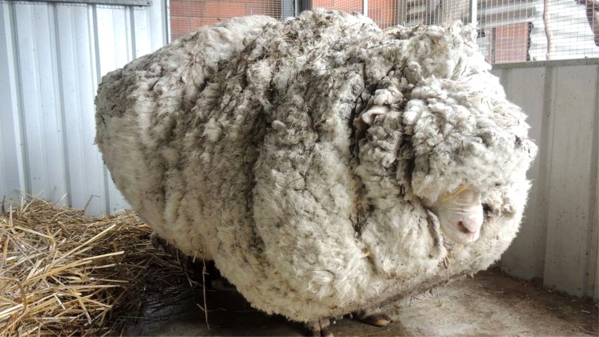 41 kiloluk yünüyle dünya rekoru sahibi olan koyun öldü