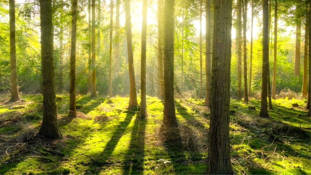 Araştırma: Toplu ağaçlandırma iklim krizi ile mücadelede yeterli değil