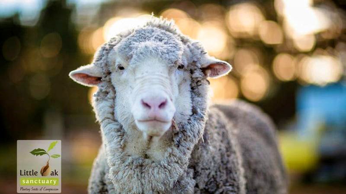 Avustralya: 40 kiloluk yünüyle rekor kıran merinos koyunu öldü