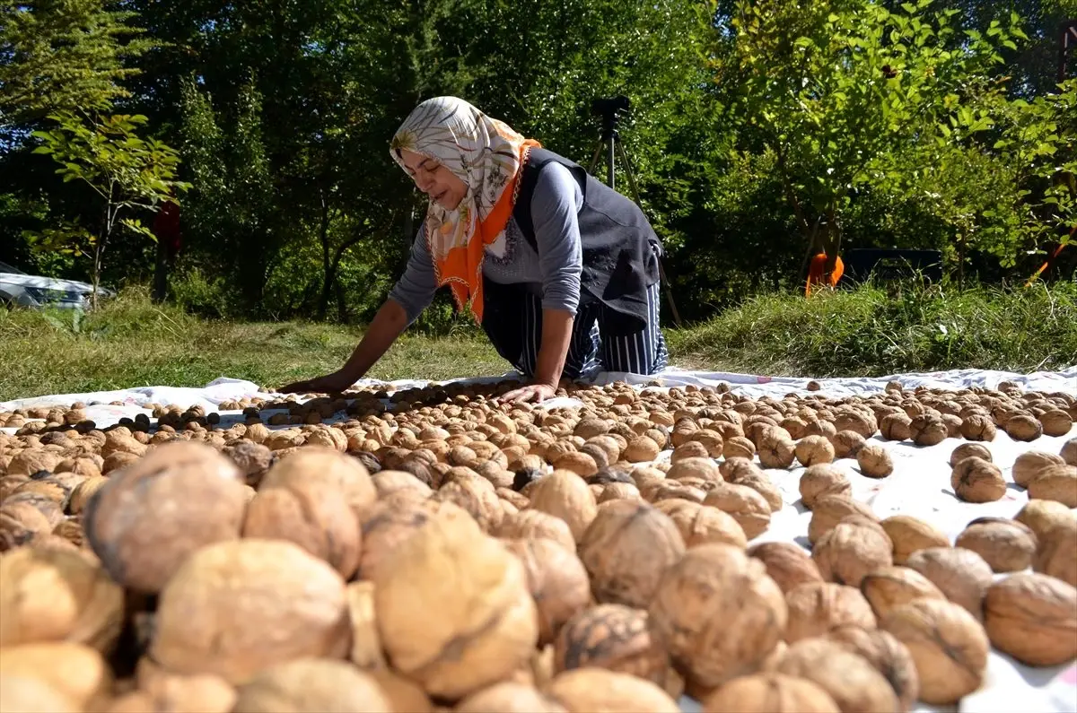 Bünyan cevizinde hasat zamanı