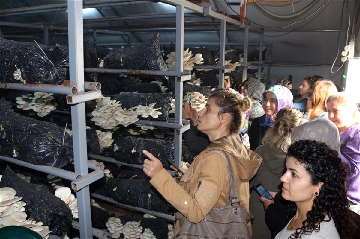 Çaycuma\'da kültür mantarı üretim kursu