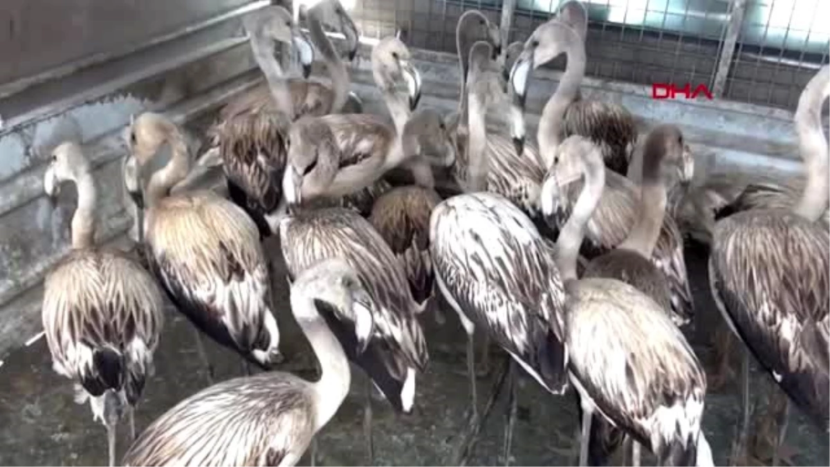 Konya satılmak üzere olan 20 flamingo yeniden özgürlüğüne kavuştu
