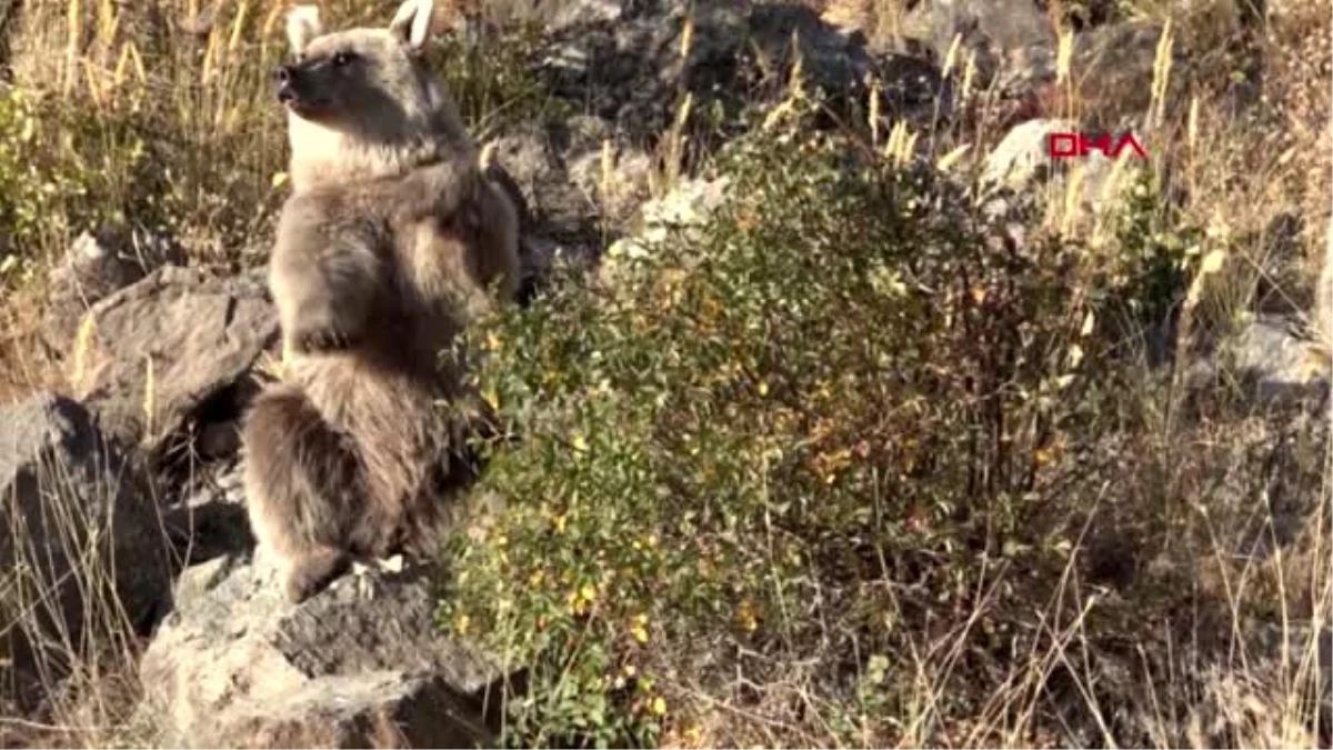 Bitlis nemrut\'ta elle beslenen yavru ayılar için harekete geçildi