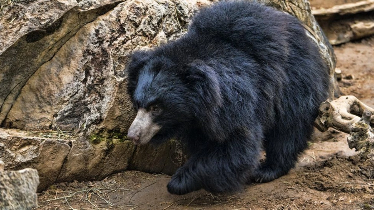 Hindistan\'da ayıları öldürüp cinsel organlarını yemekle suçlanan firari avcı 6 yıl sonra yakalandı
