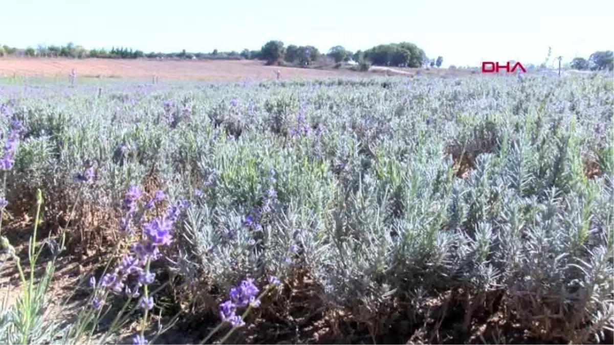 Tekirdağ bulgaristan\'dan gelip, tekirdağ\'da ürettikleri lavanta balı büyük ilgi görüyor