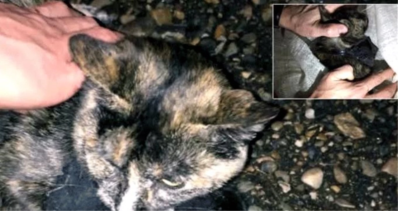 Uyuşturucu kuryesi olarak kullanılan kedi gözaltına alındı