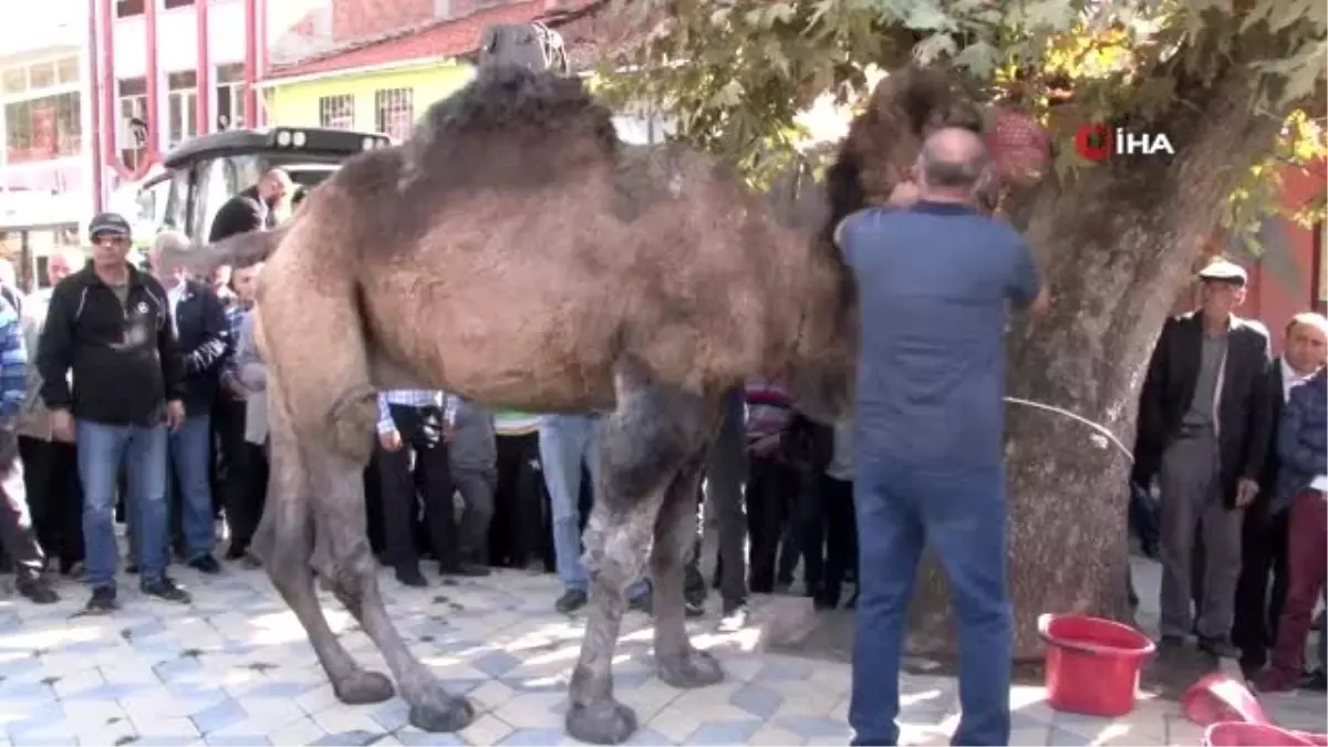 Yağmur duasına çıkan vatandaşlar deve kurban etti