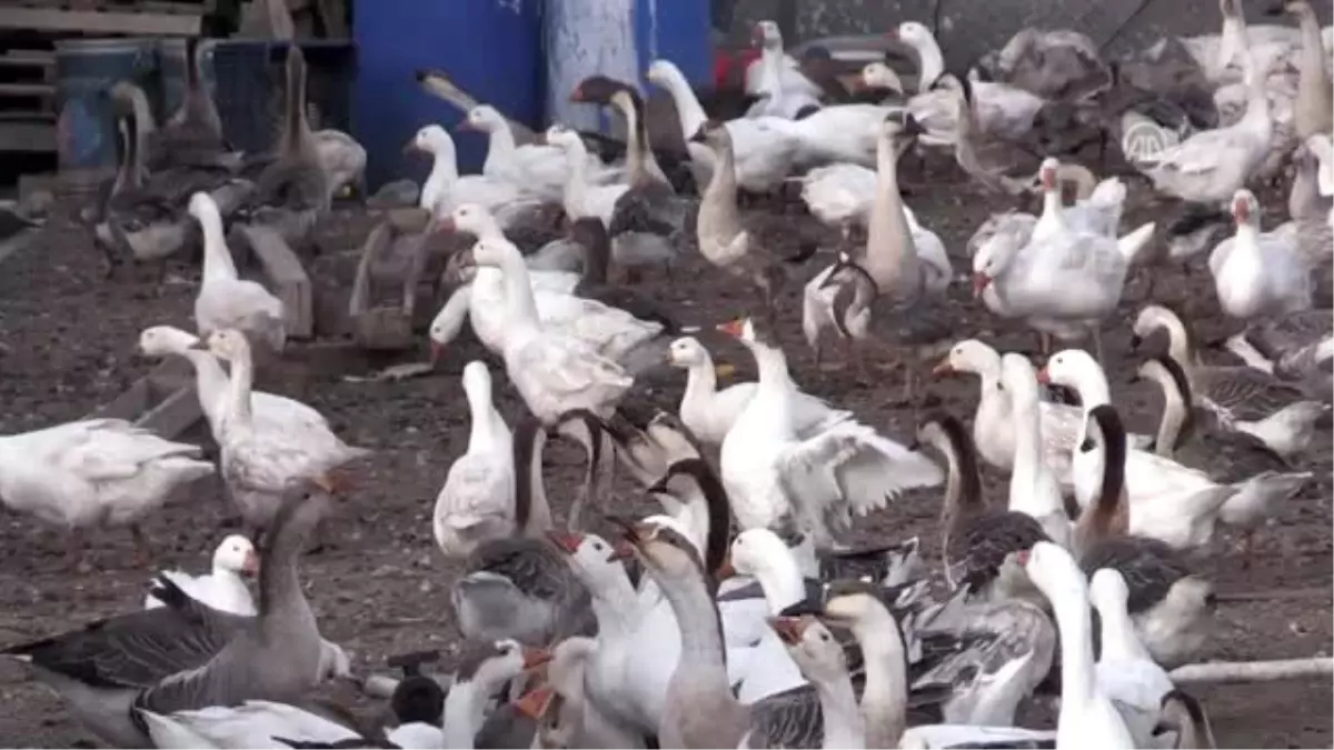 Yabancı otları kaz ve koyunlara yedirerek kara geçiyorlar