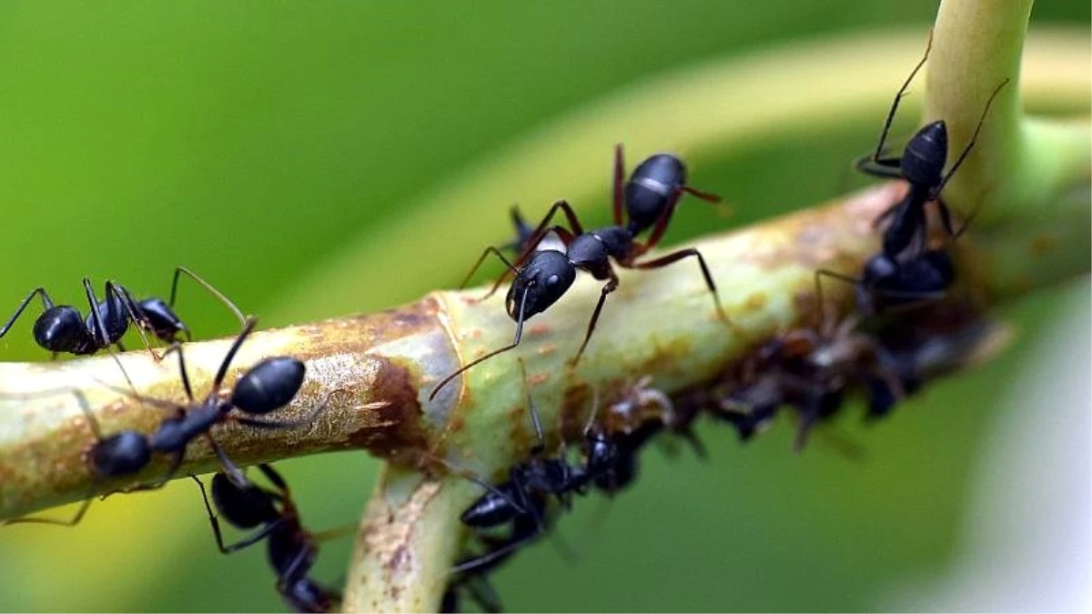 Bilim insanları trafik sıkışıklığına karşı karıncaları örnek gösteriyor: Karıncalar nasıl yapıyor?