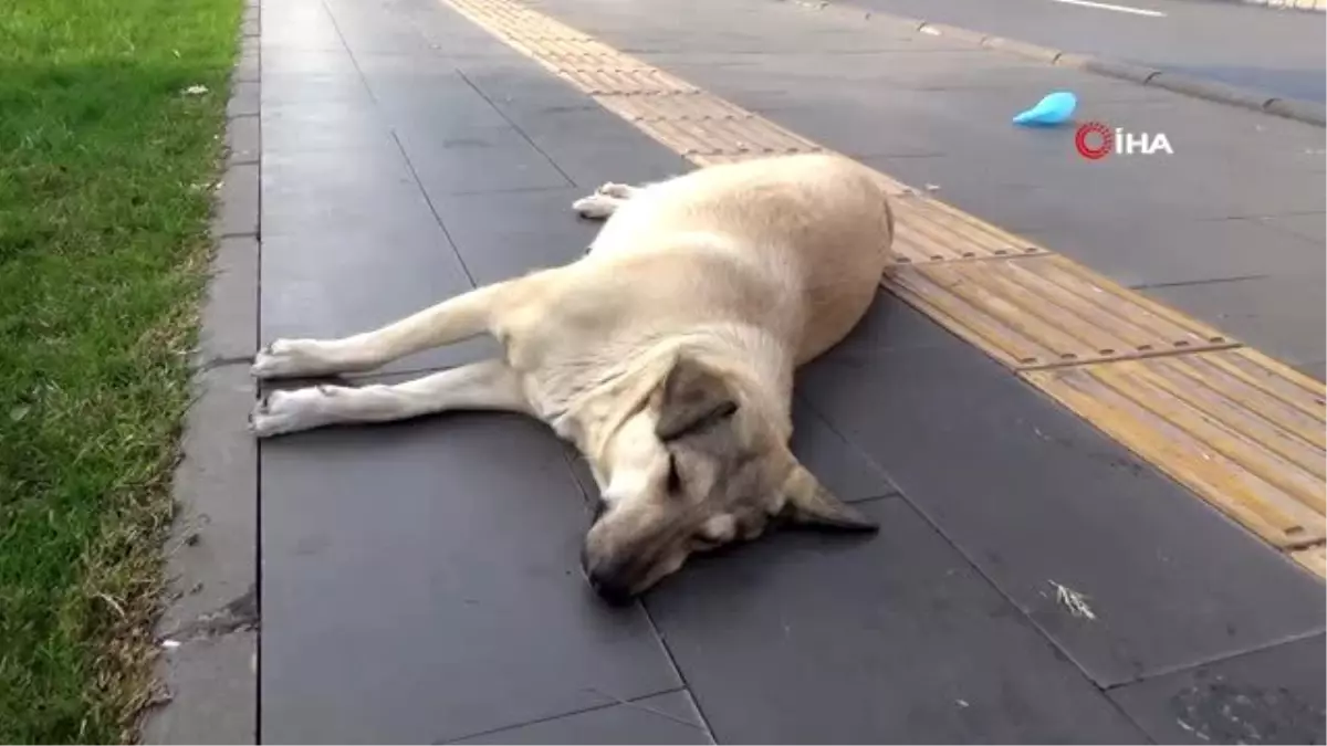 Duyarlı vatandaşlar yerde yatan köpeğin başından bir an olsun ayrılmadı