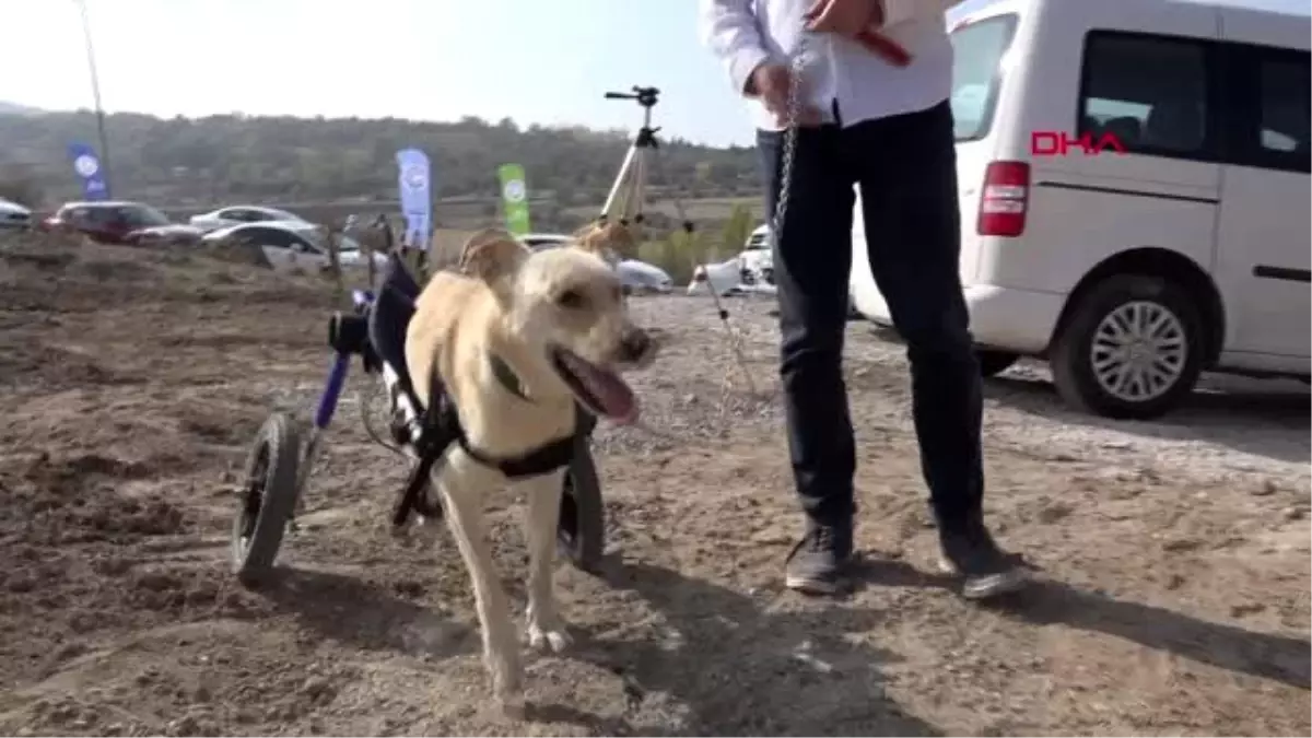 Kayseri engelli köpeği sahiplenerek yurtdışından yürüteç getirttiler