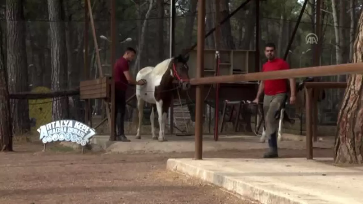 Milyonluk atların nalları Mustafa ustaya emanet