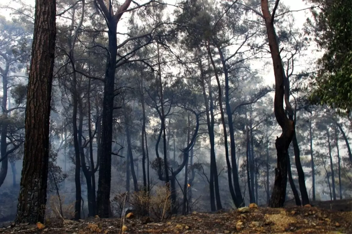 Dalaman ve Göcek ormanları küllerinden yeniden doğuyor