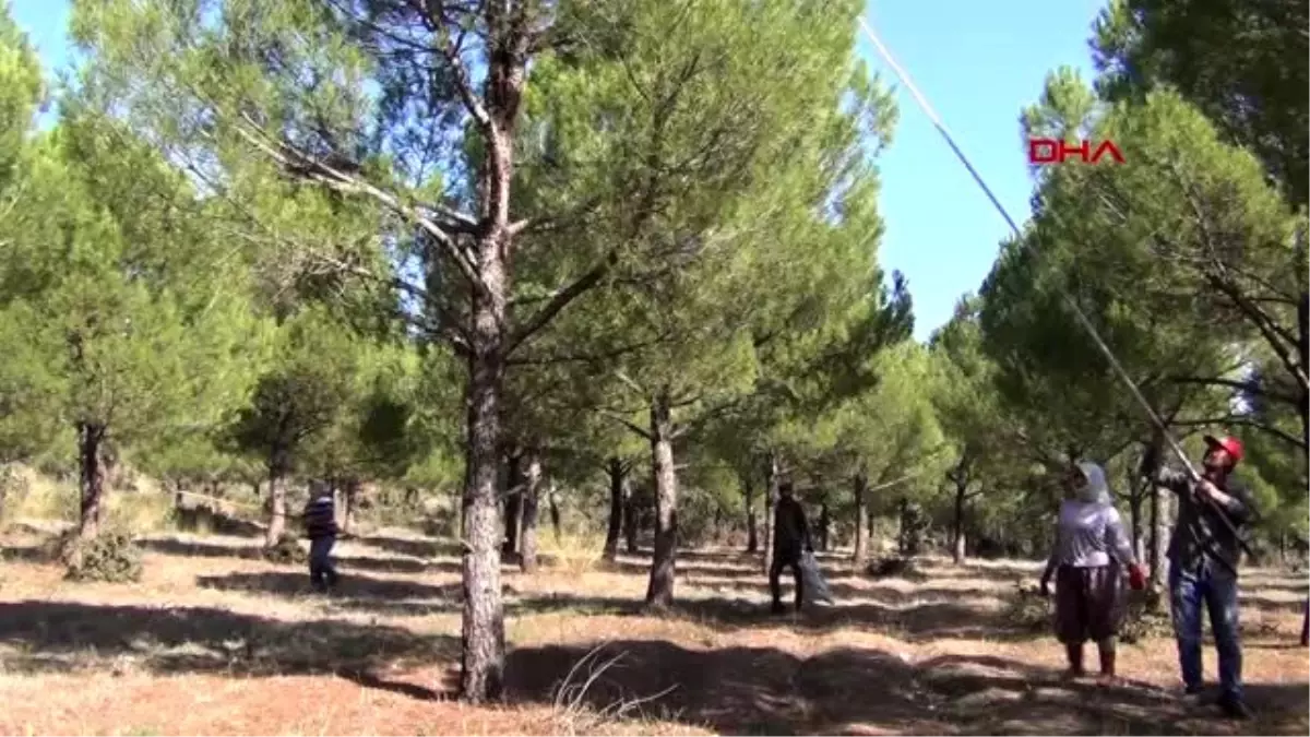 Manisa çam fıstığı kozalağı, ailelerin geçim kaynağı