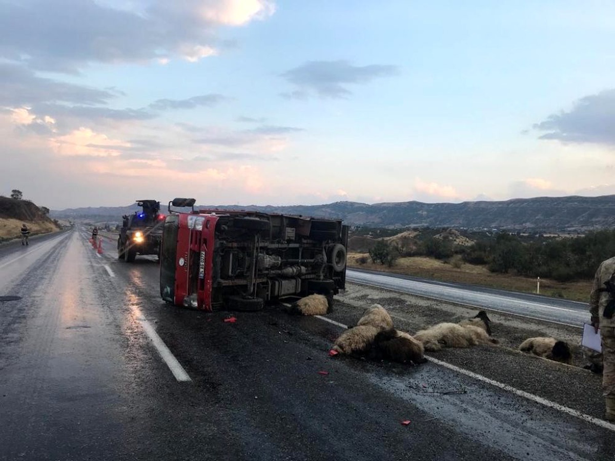 Siirt\'te kamyonun çarptığı 15 koyun telef oldu
