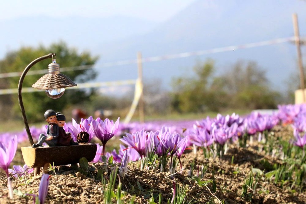 Doğal fotoğraf platosu "safran tarlaları"