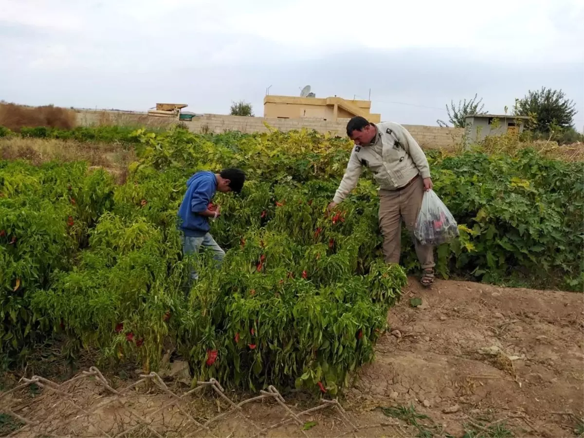 Tel Abyad\'da hasat başladı