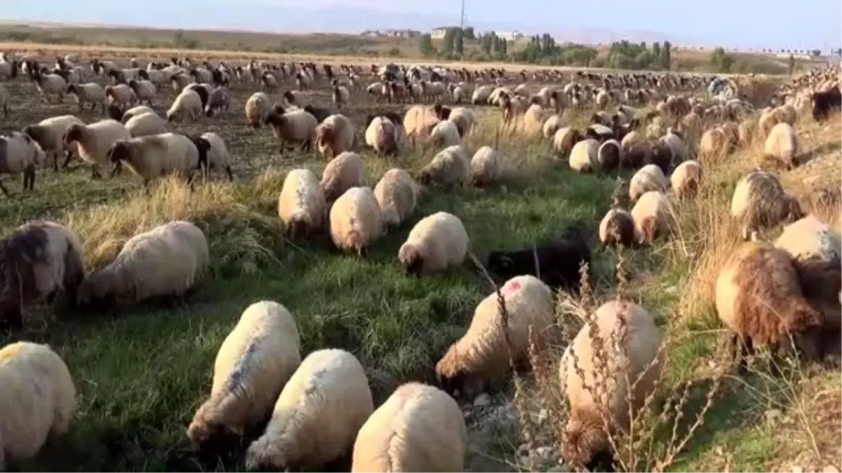 "Terör bitti tarım ve hayvancılık canlandı"