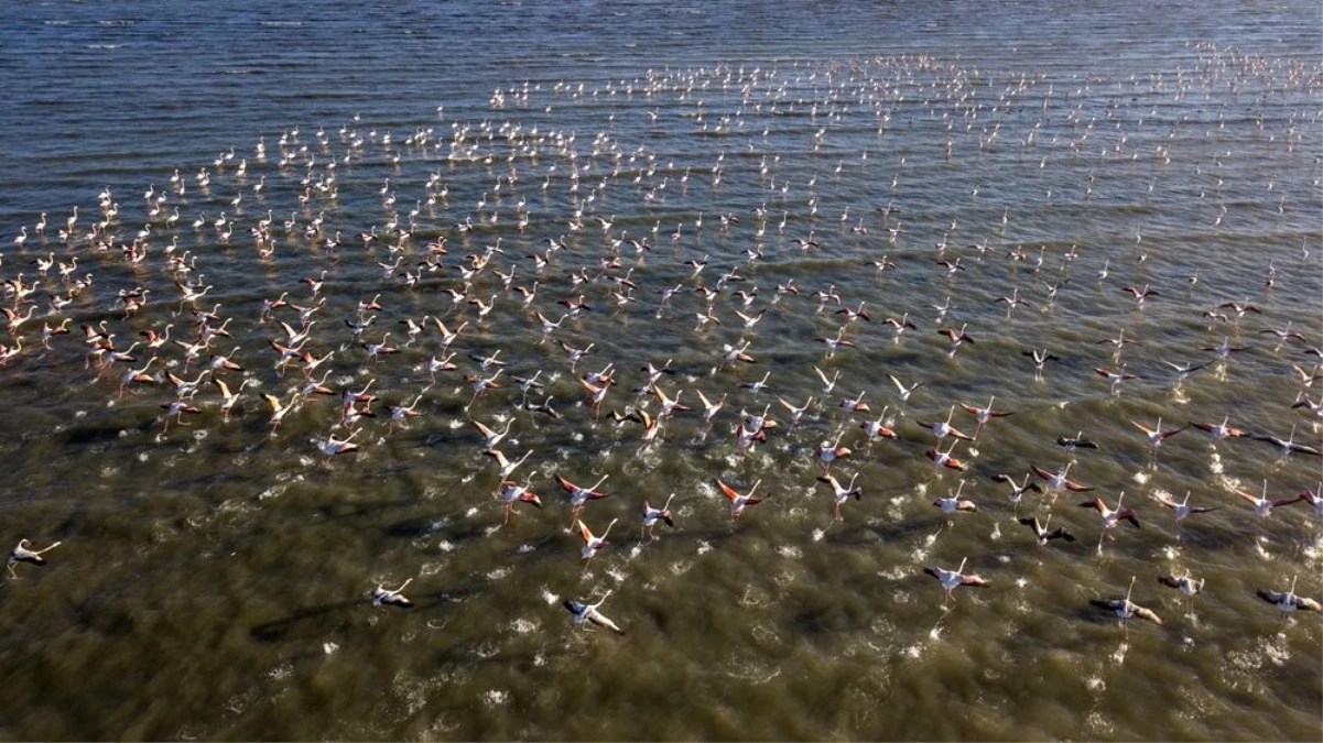 Van Gölü binlerce flamingoya ev sahipliği yapıyor