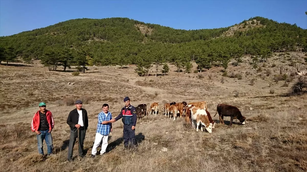 Ankara\'da kaybolan büyükbaş hayvanlar jandarma ekiplerince bulundu