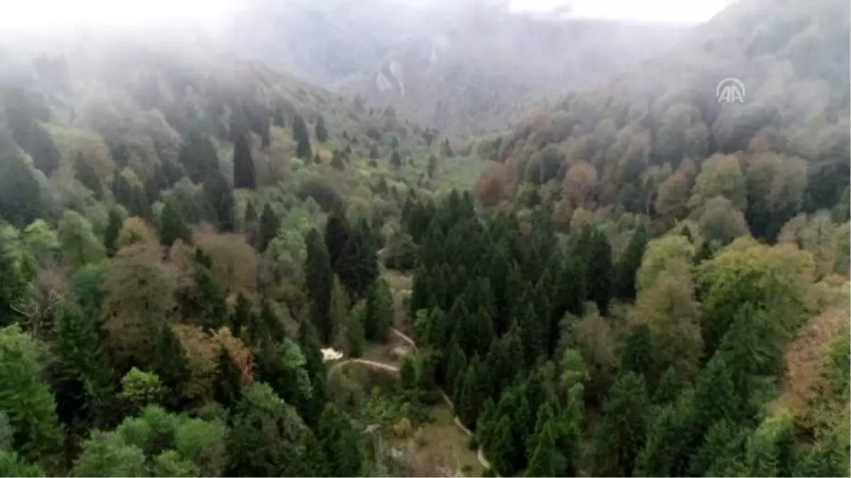 Kuzalan Tabiat Parkı sonbahar güzelliğine büründü