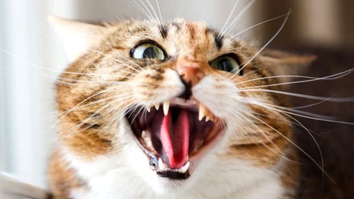 \'Polisin yüzüne kedi fırlatmakla\' suçlanan Rus hakkında 5 yıla kadar hapis istemiyle dava açıldı