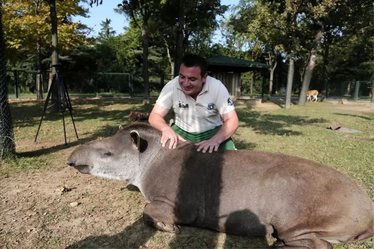 Tapirlerin masaj tutkusu